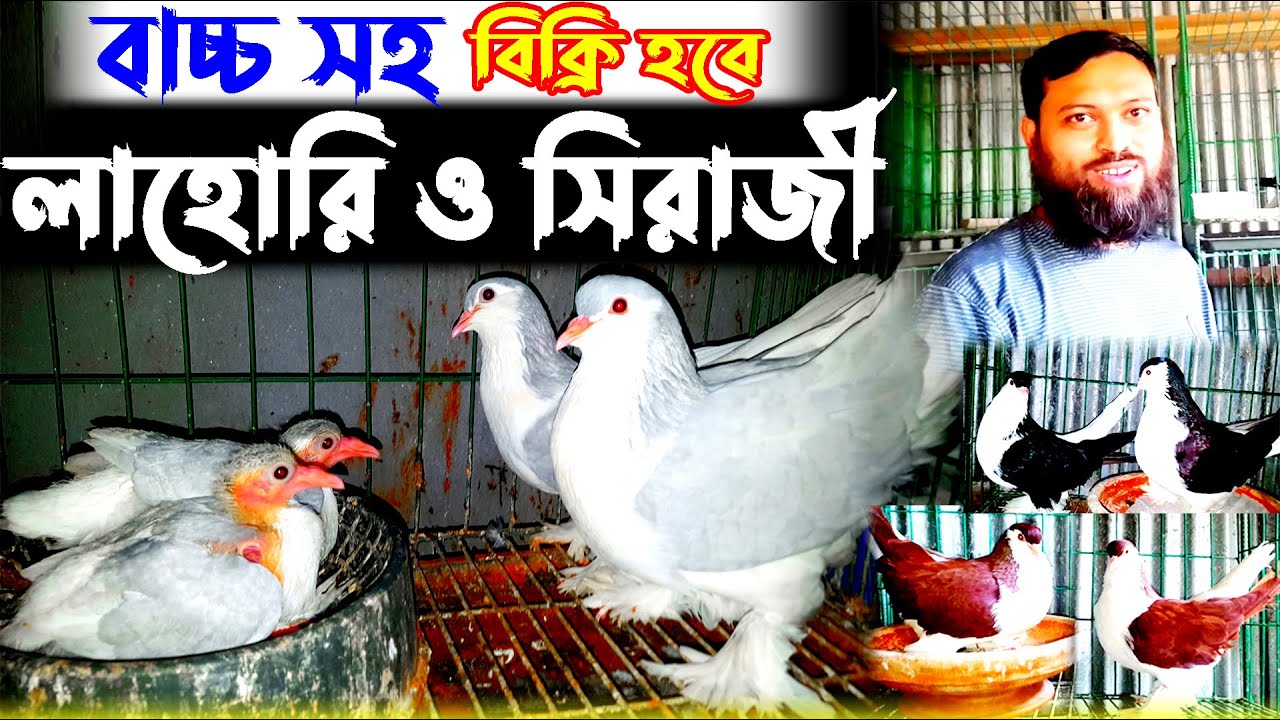 বিক্রি হবে লাহোরি ও সিরাজি কবুতর | কম দামে লাহোরি ও সিরাজি কবুতর কিনুন খামার থেকে |খামারি মহাসিন ভাই