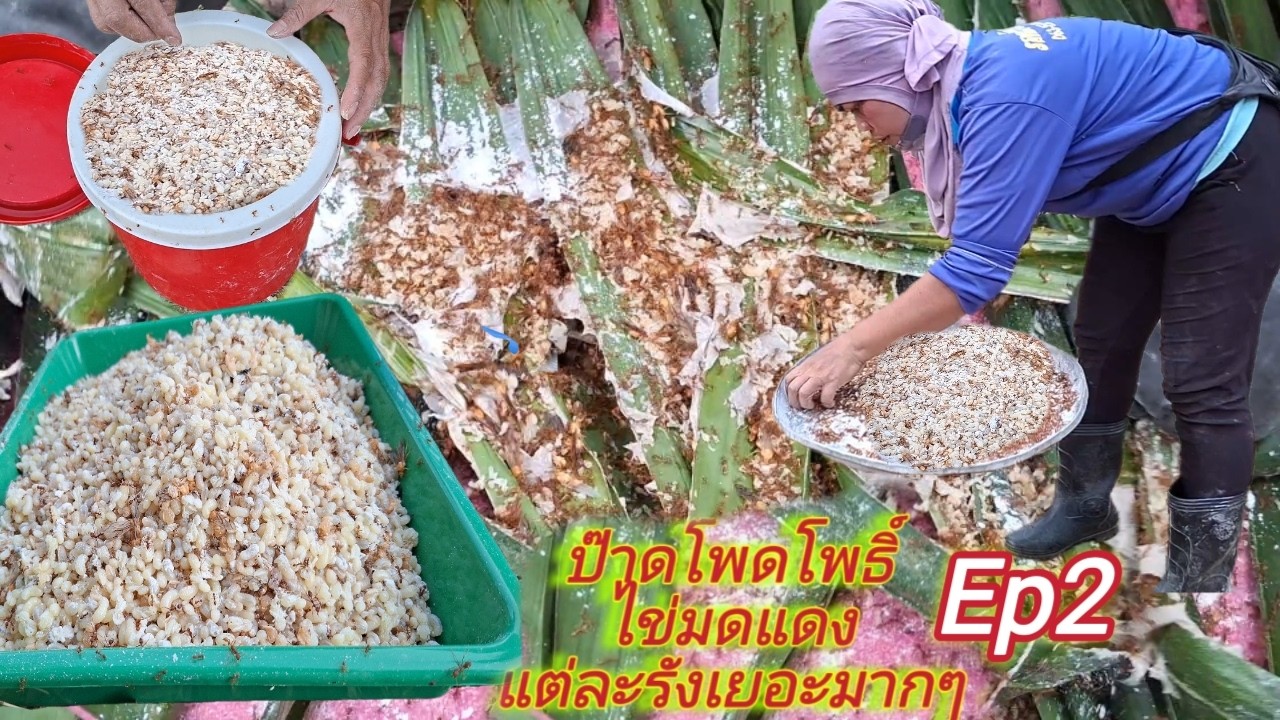 😲 ป๊าดโพดโพธิ์‼️ไข่มดแดง‼️แต่ละลังเยอะมากๆ  📌 EP 2 📌ฝากติดตามด้วยครับ