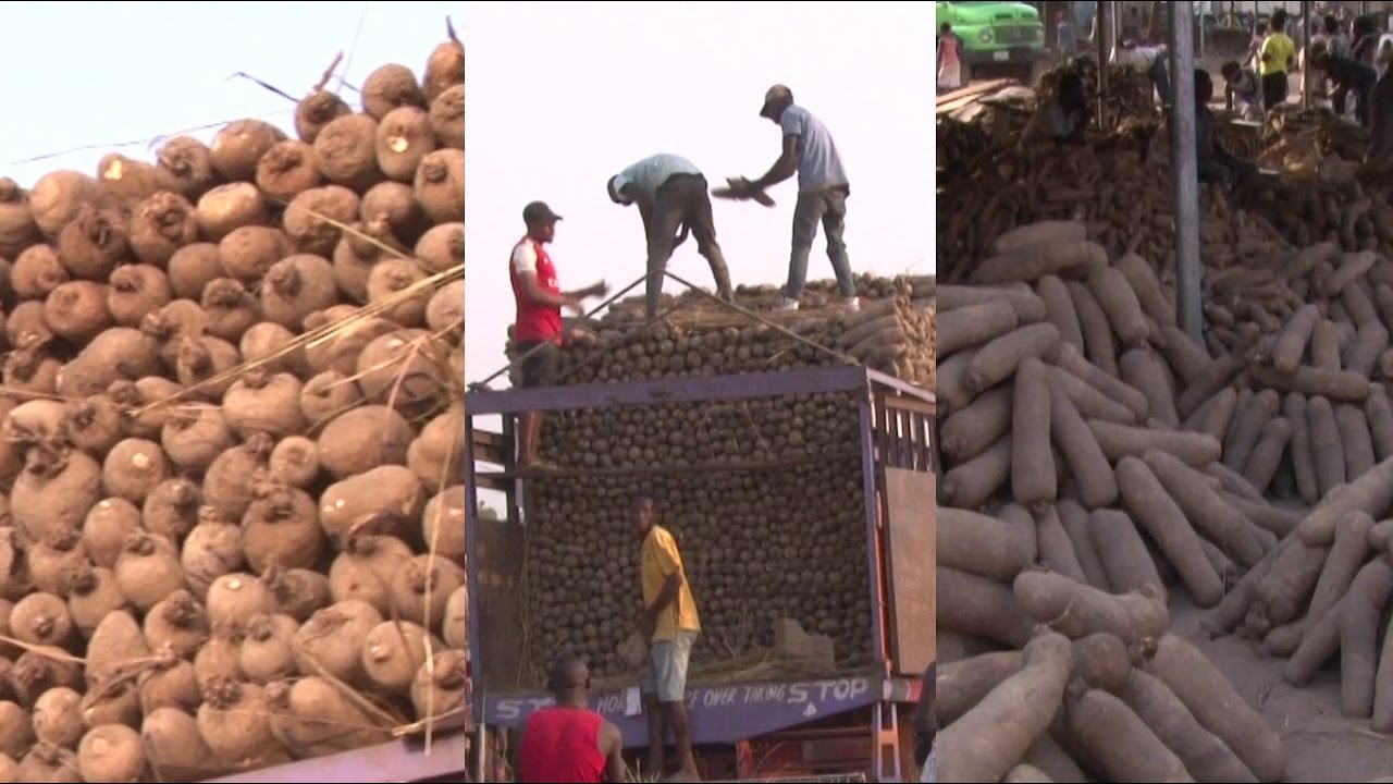 Biggest Yam Market In The World Located In Benue State, Nigeria - Zaki Biam International Market