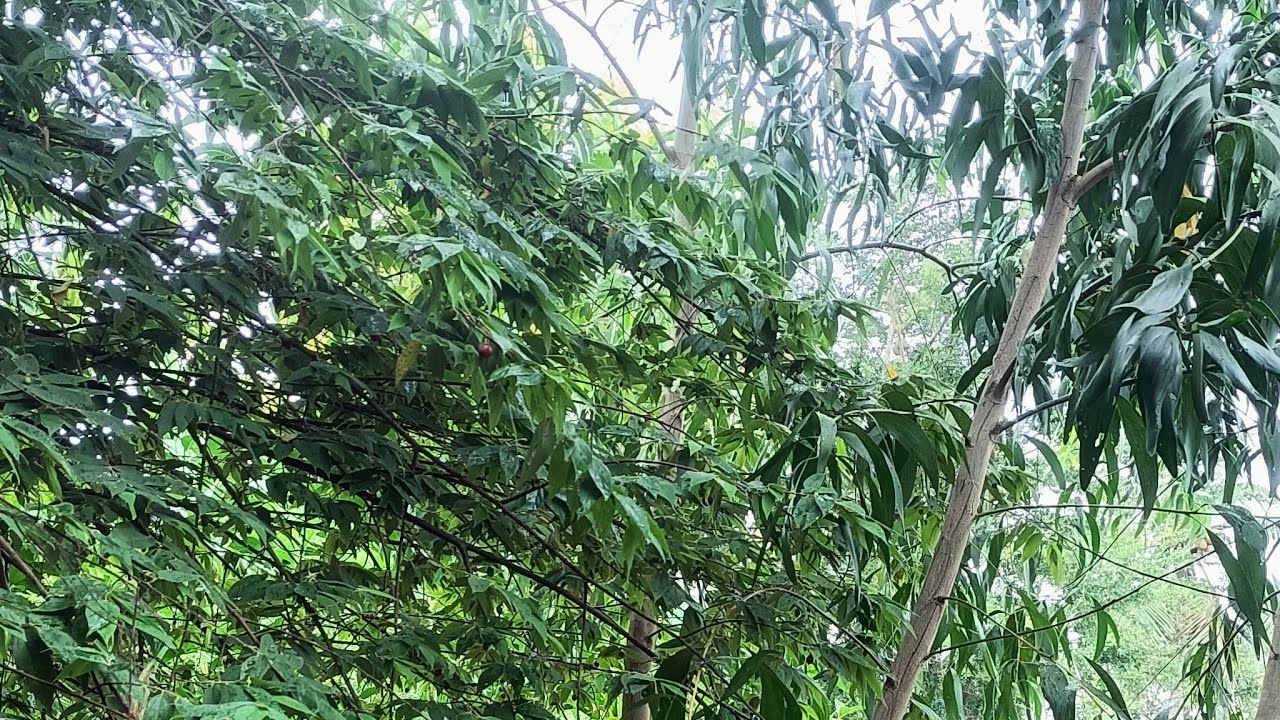 Beautiful raining Day