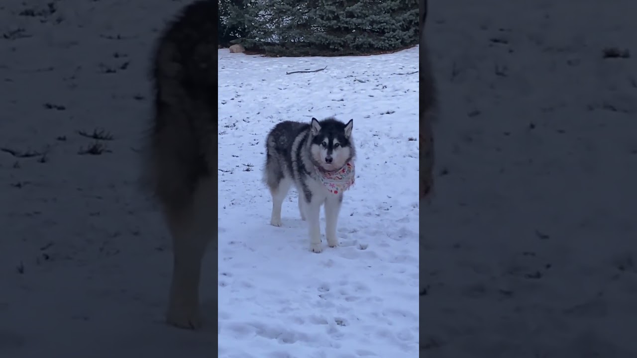 Artic Outbreak not gonna stop this Malamute 🐕&zwj;🦺❄️😀