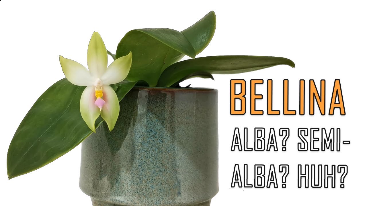 What is an Alba Flower? Where Flower Colour Variations Come From