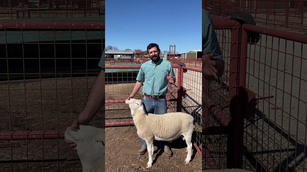 Caseous Lymphadenitis in Sheep and Goats