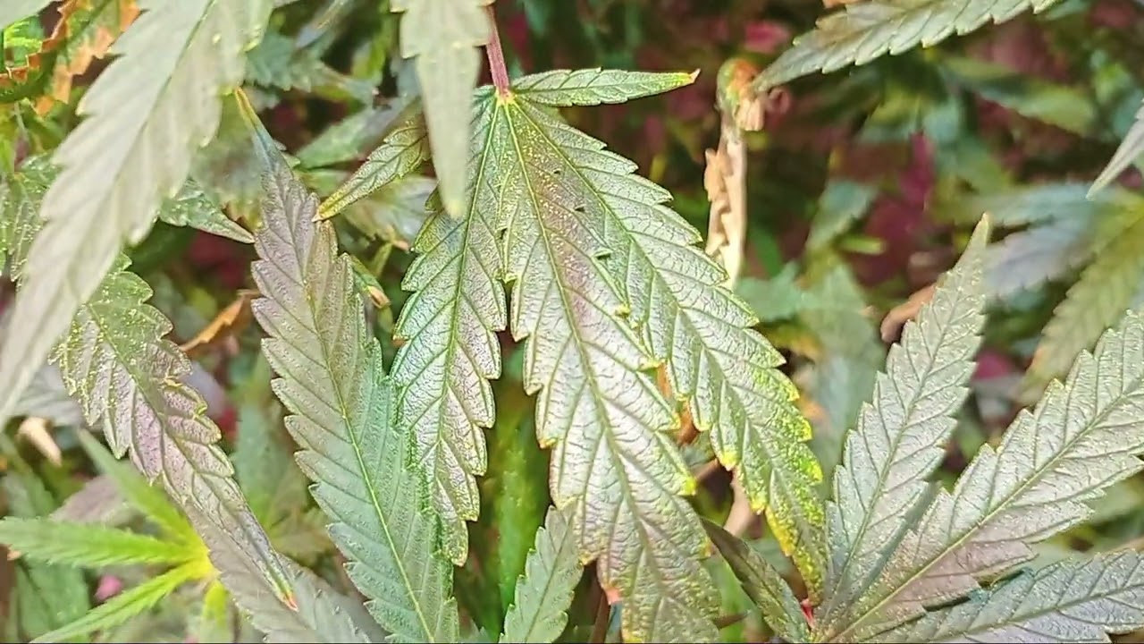 How to get MASSIVE YEILDS on a cannabis plant?  Ep 09 - DAY 9 of FLOWER 