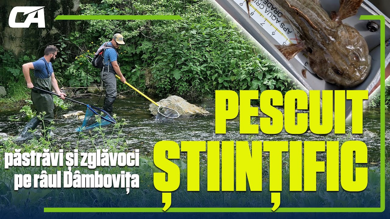 Pescuit stiintific pe raul Dambovita - Pastravi si zglavoci record