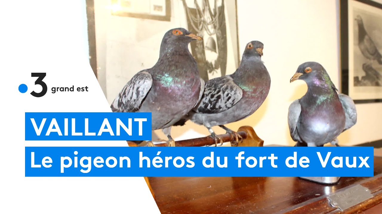 Le pigeon voyageur Vaillant, héros de la guerre 14-18
