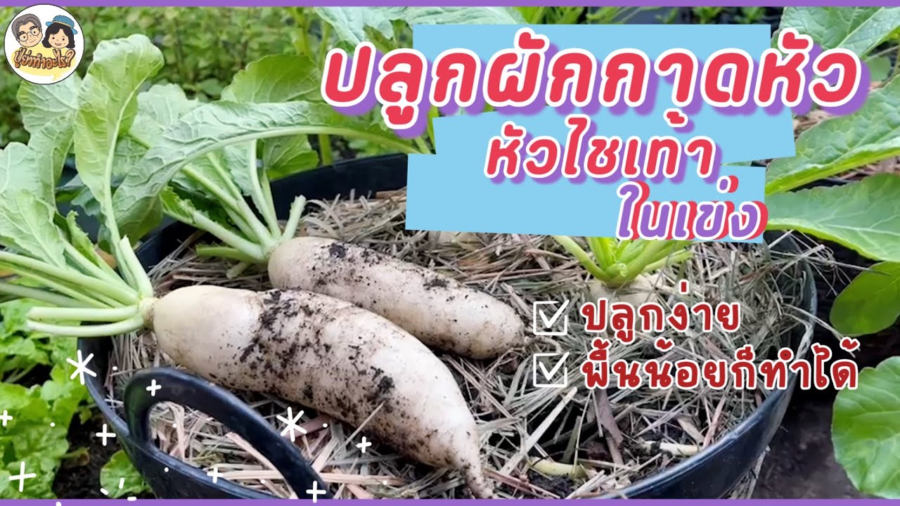 ปลูกผักกาดหัว - หัวไชเท้า ในเข่ง ปลูกง่าย พื้นที่น้อยก็ทำได้❗️ | #ย่าปลูกอะไร EP99