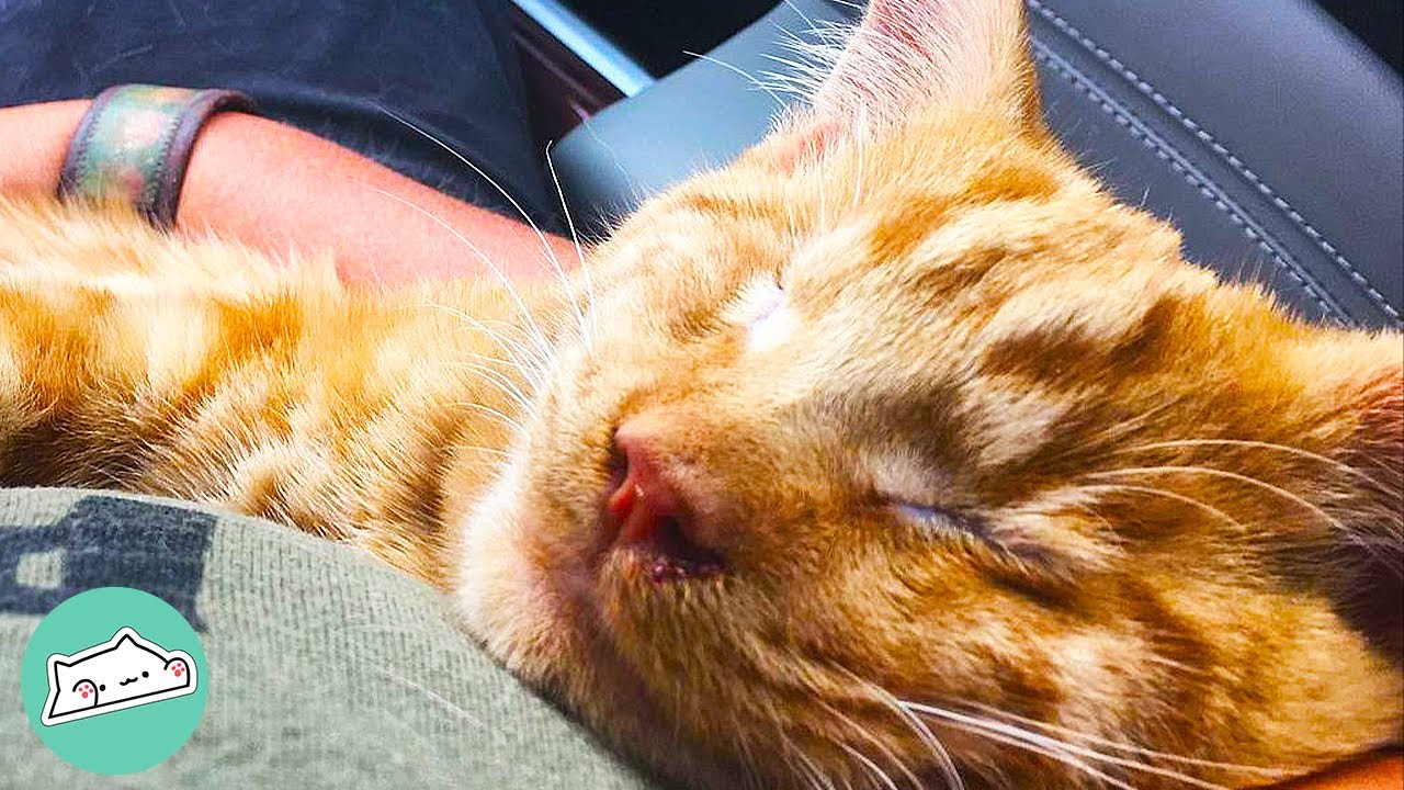Rescue Blind Cat Clings Onto His Humans | Cuddle Cats