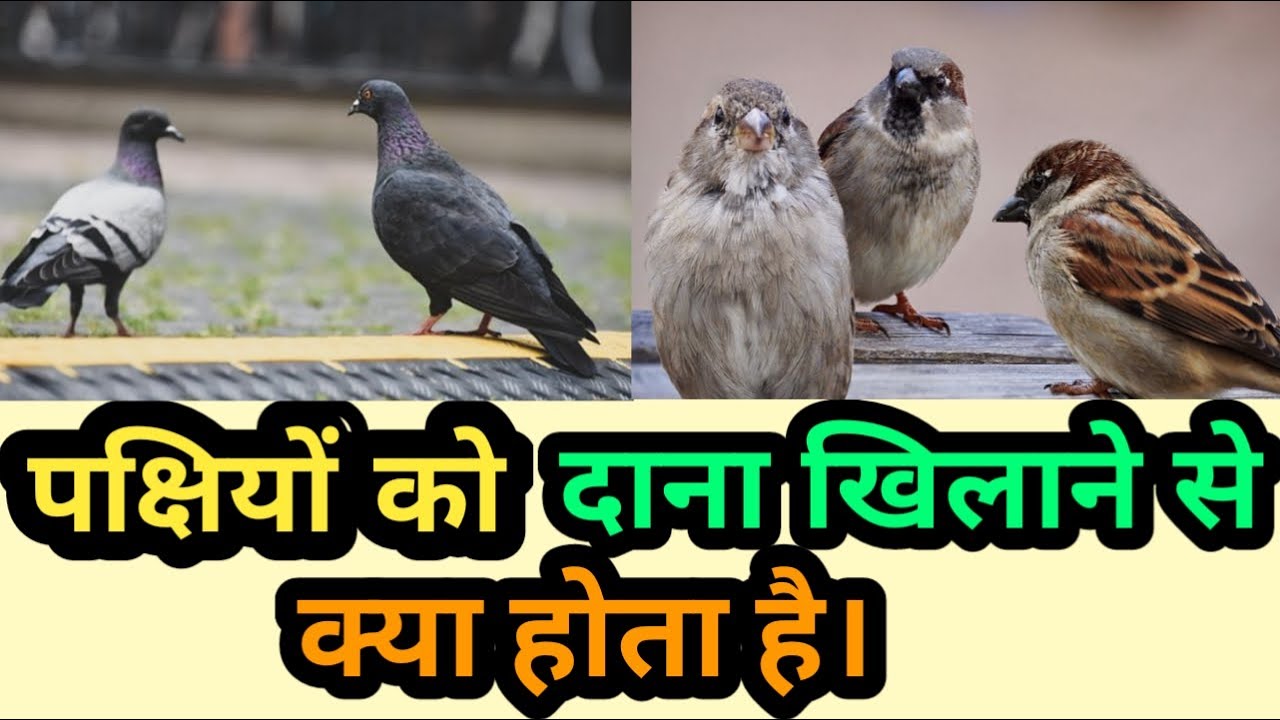 पक्षियों को दाना खिलाने से क्या होता है।chidiya ya kabutar ko Dana khilane se kya hota hai।@Rajshri
