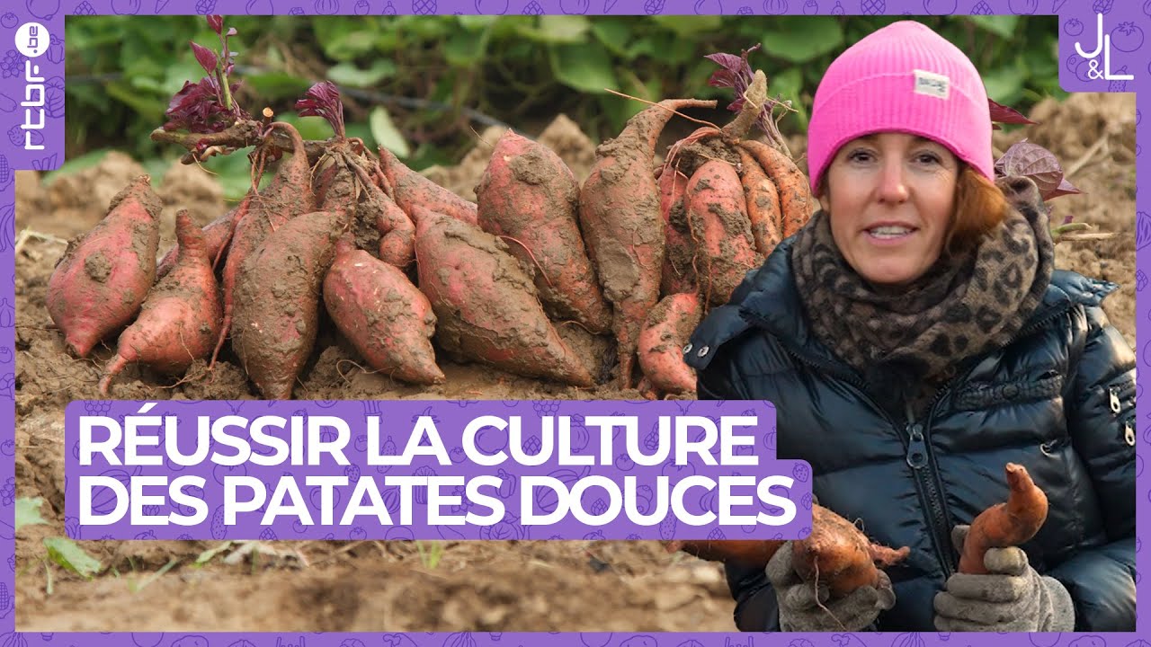 Réussir la culture de la patate douce | Jardins et Loisirs