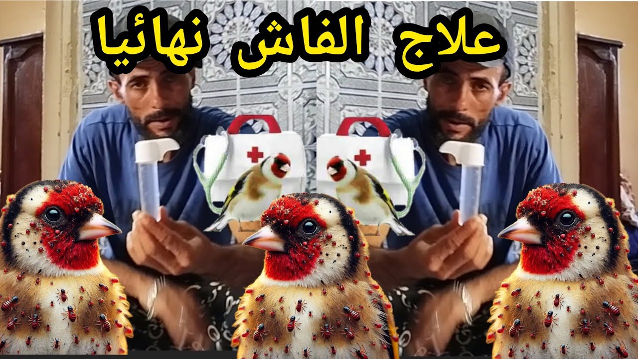 علاج الفاش نهائيا 🚨دواء يقضي على الفاش في يوم واحد🦜 وطريقة الاستعمال 