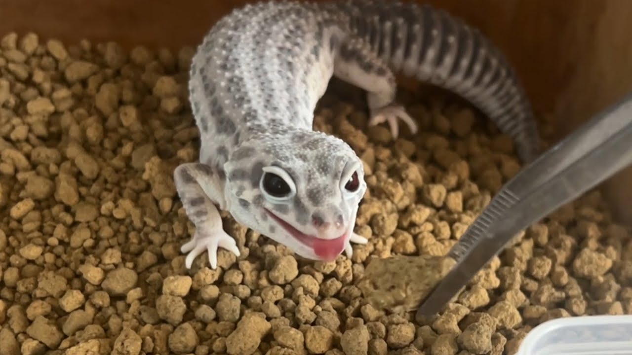 人工飼料大好きなヒョウモントカゲモドキ【爬虫類】ペットにご飯をあげます