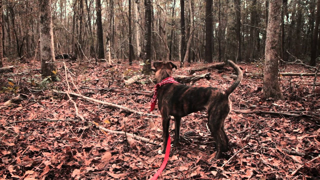 Shovels & Rope - Birmingham (Official Music Video)
