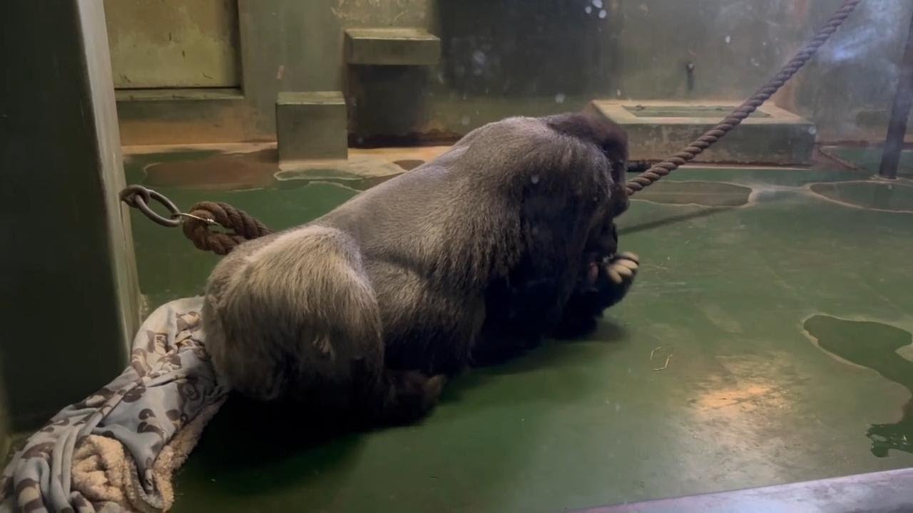 番外編 寒い日はお部屋でのんびりモンタさん【番外編】【千葉市動物公園】ゴリラ