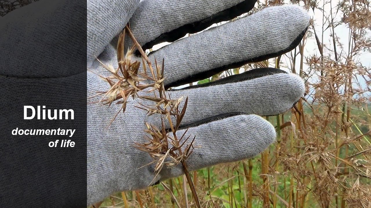 Citronella grass (Cymbopogon nardus) - part 2