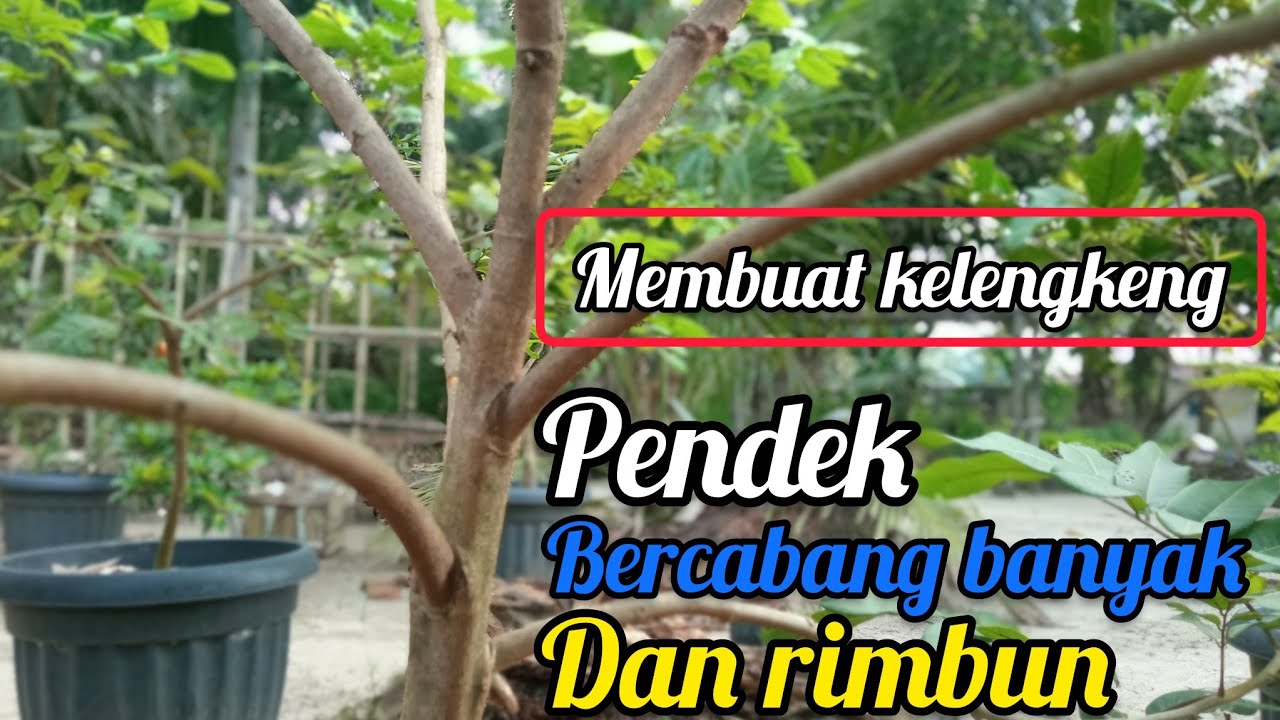 trik membuat kelengkeng pendek kecil,rimbun dan bercabang banyak