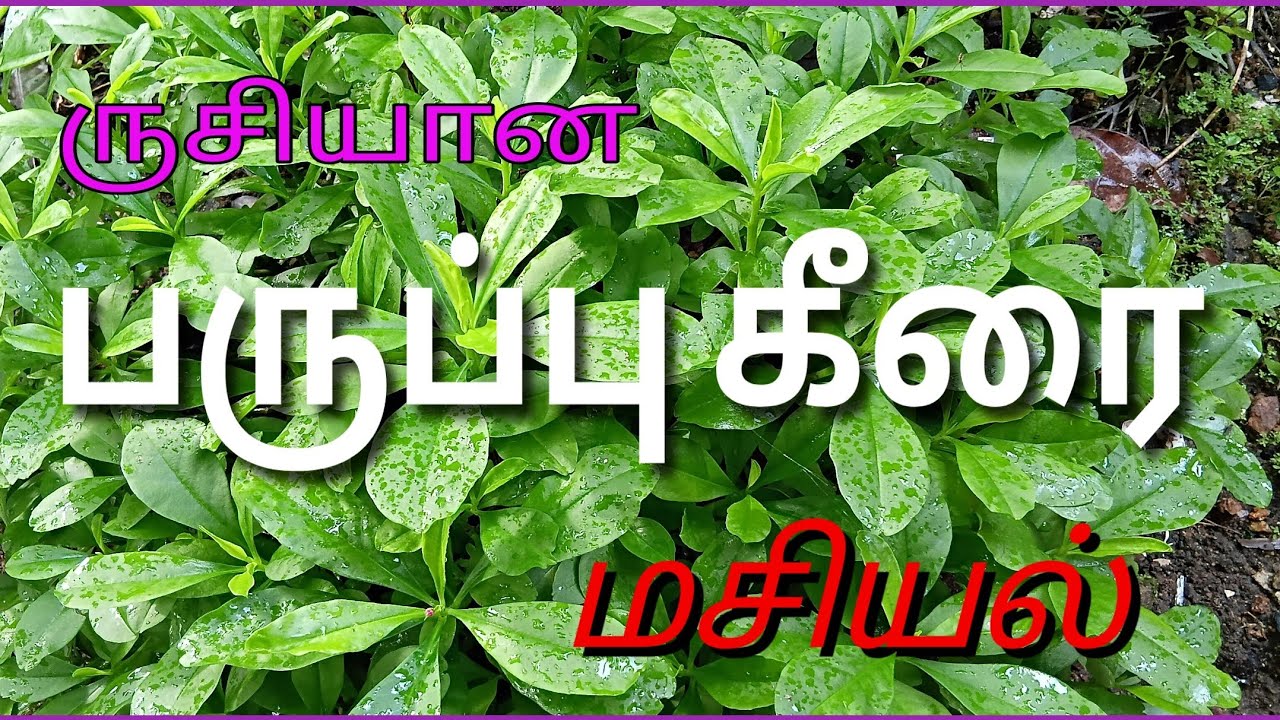 Rusiyaana Paruppu Keerai Masiyal