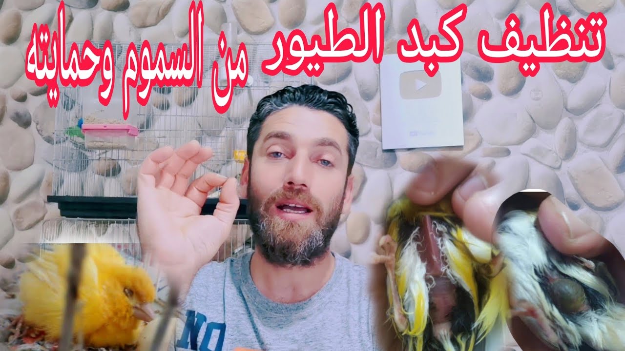 أفضل واقوى منقوع طبيعي لتنظيف كبد الطيور من الأمراض