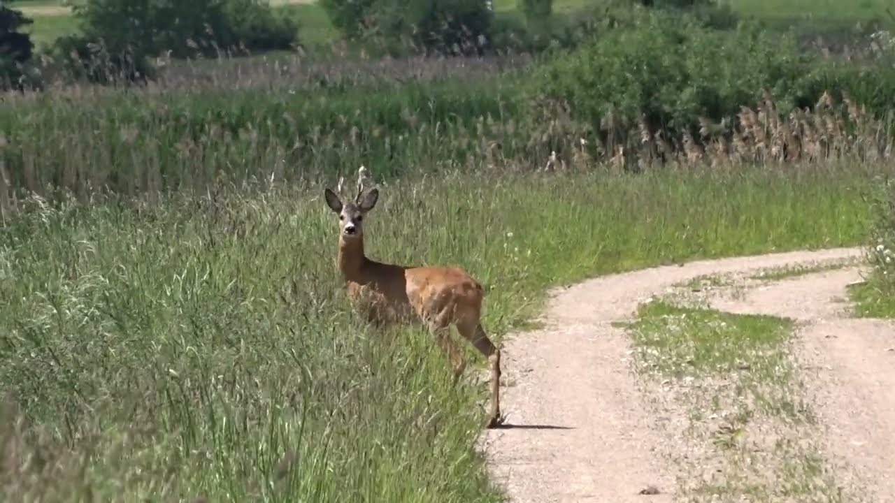 Stirna / Capreolus capreolus / Roe deer