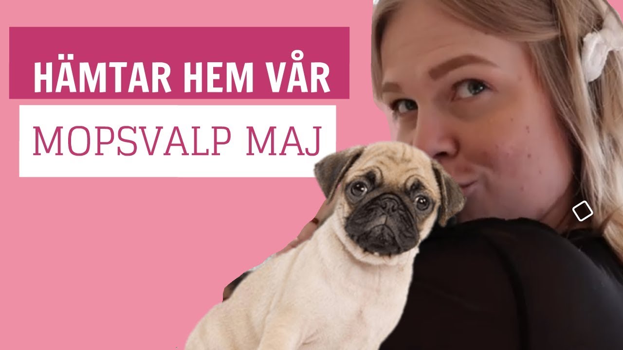VI HÄMTAR VÅR MOPSVALP (GETTING OUR PUPPY HOME) - English subtitle