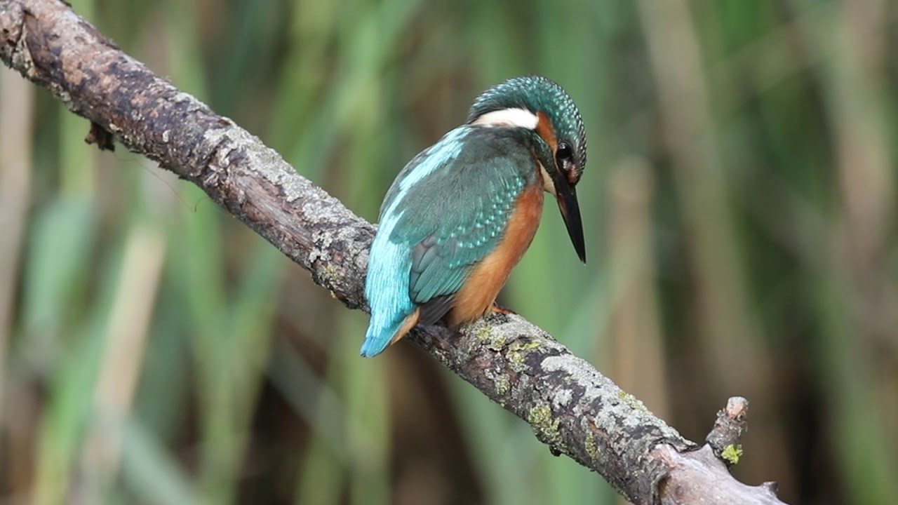 Kingfisher - isfugl