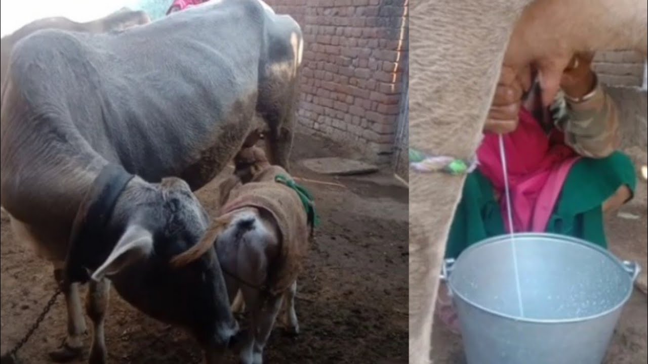 Village life evening vlog /how to milk cow /गाय का दूध निकालने का तरीका