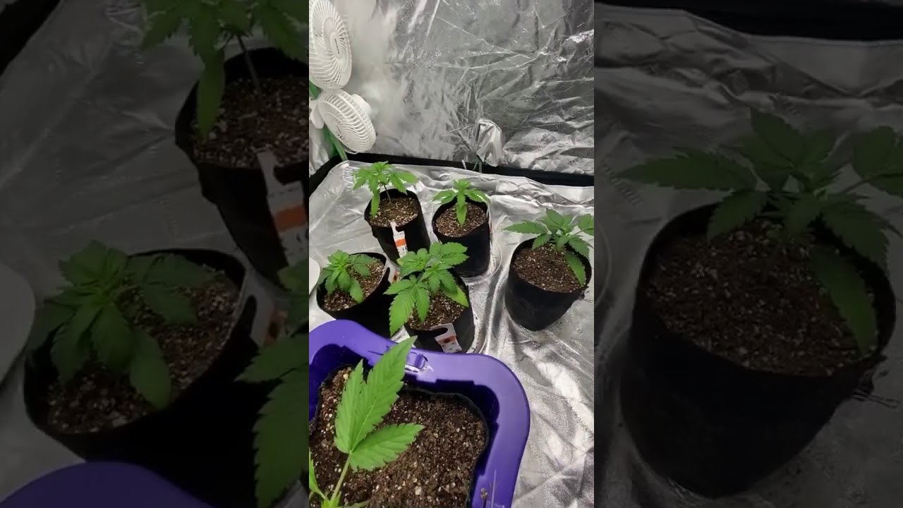 theautoflowershow Watch what happens when you take fire genetics @firebudzgenetics by @firebudz101 a