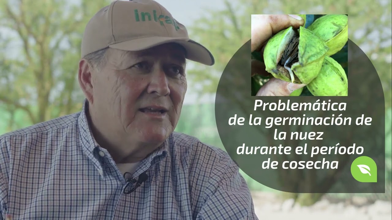 Video Nogal en el Valle del Yaqui Dia del Nogalero 2020