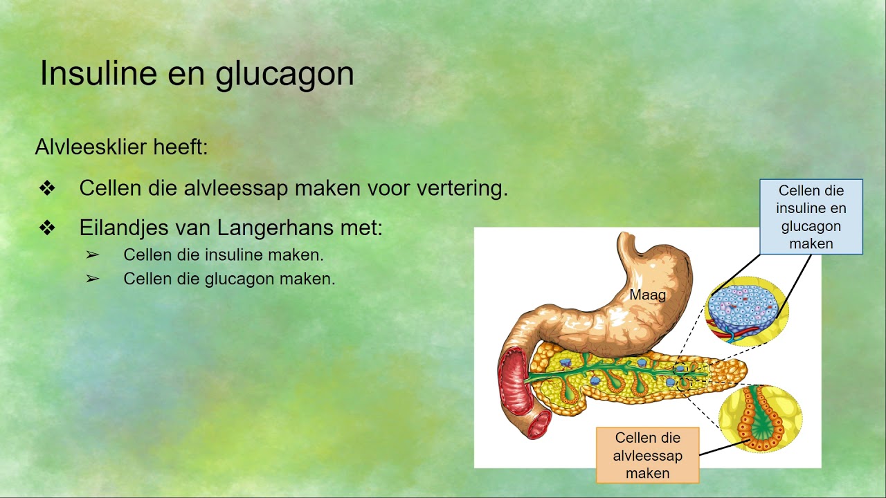 Regeling van glucose - insuline en glucagon