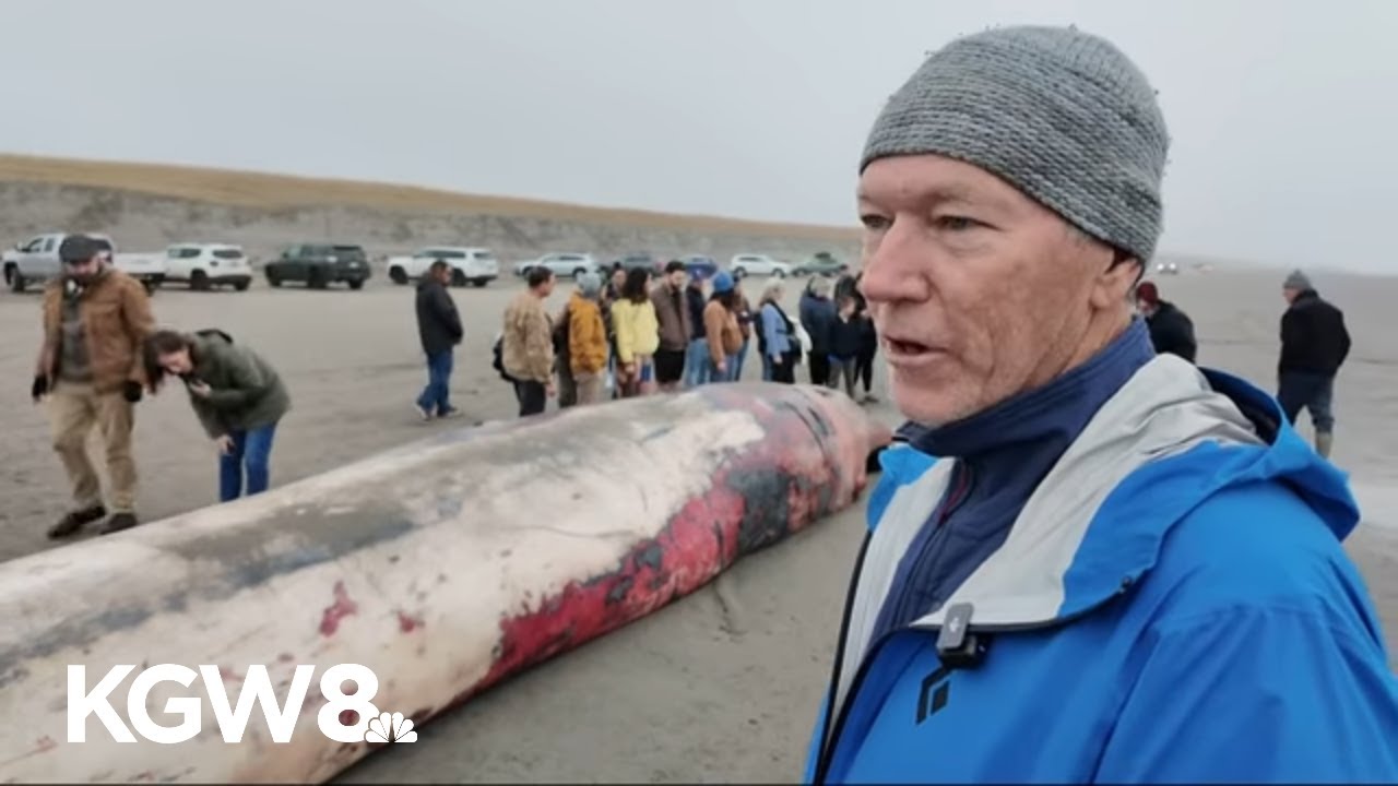Beached 46-foot fin whale draws crowds at Oregon’s Sunset Beach