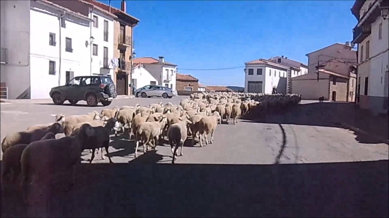 TRANSHUMANCIA 15/10/2015 A SU PASO POR LA IGLESUELA DEL CID