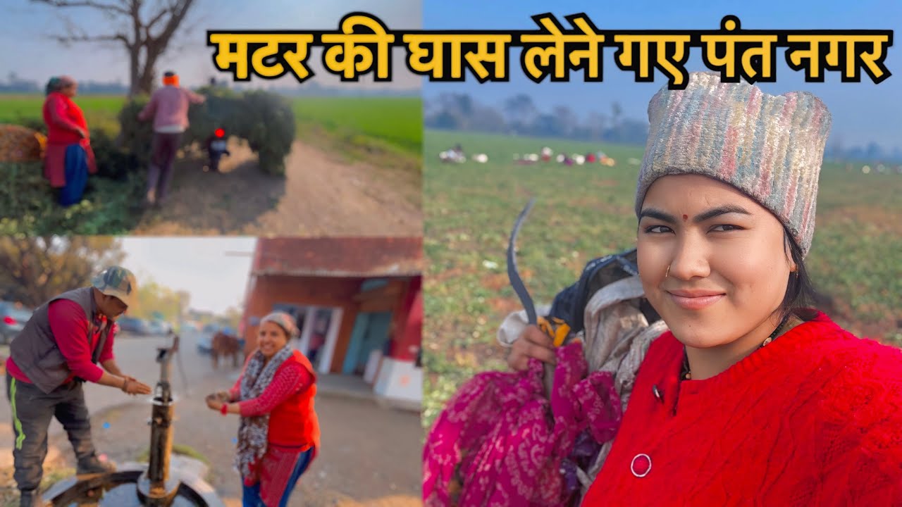 मटर की घास लेने गये पंत नगर पहली बार देखा मटर की इतनी खेती 