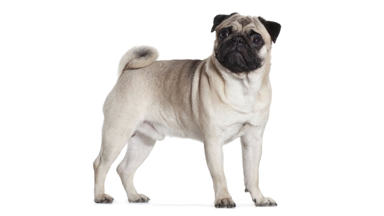Royal Canin | Pug Adult | Dry Dog Food