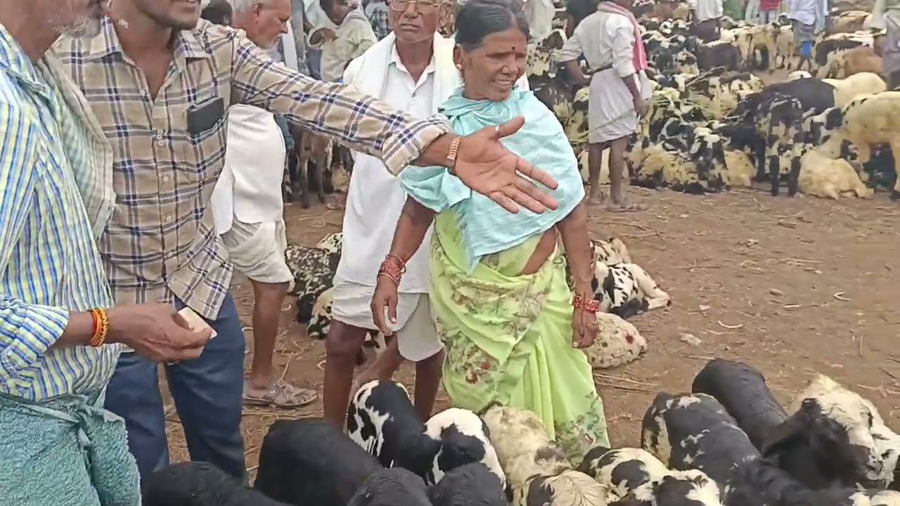 macharla sheep kids | macharla sheep and goat market