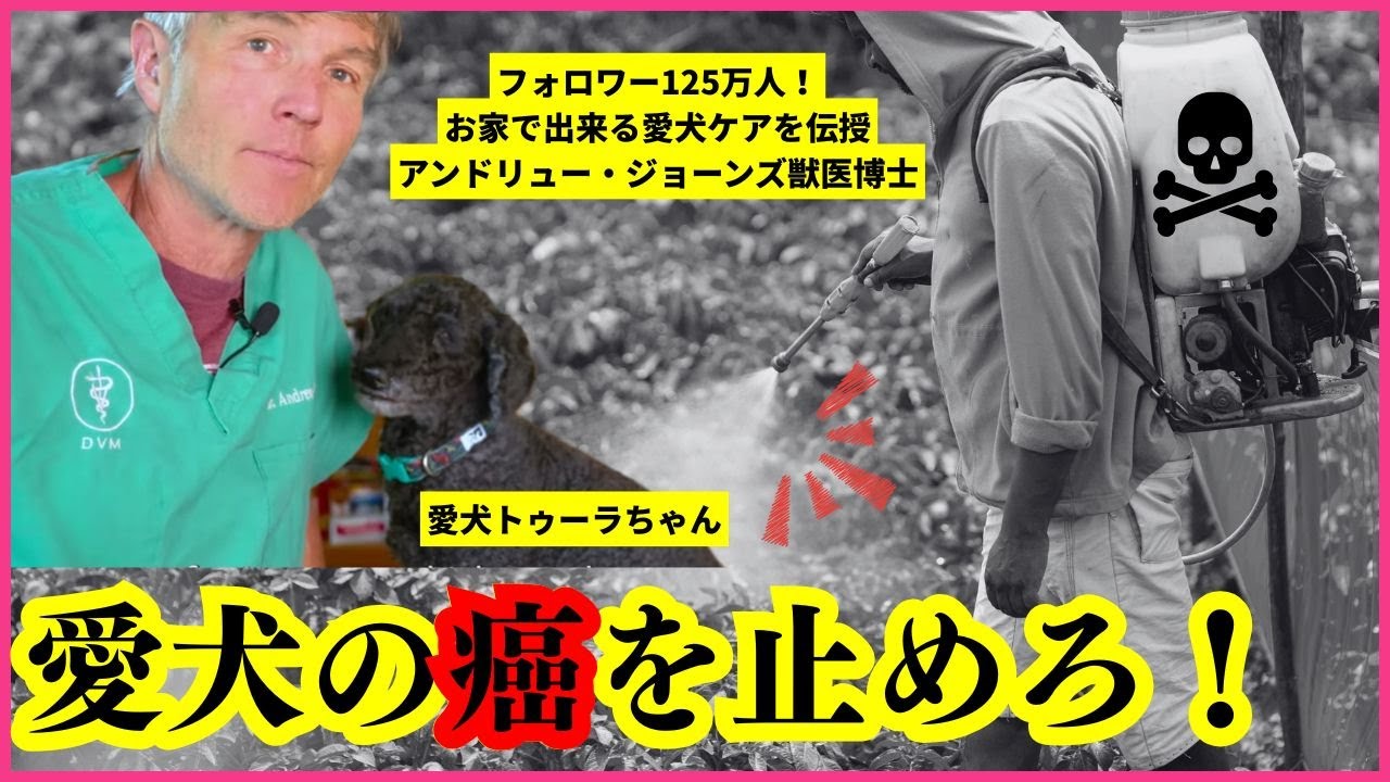 【獣医が語る真実】愛犬の癌リスクを劇的に下げる！今すぐできる5つの食材