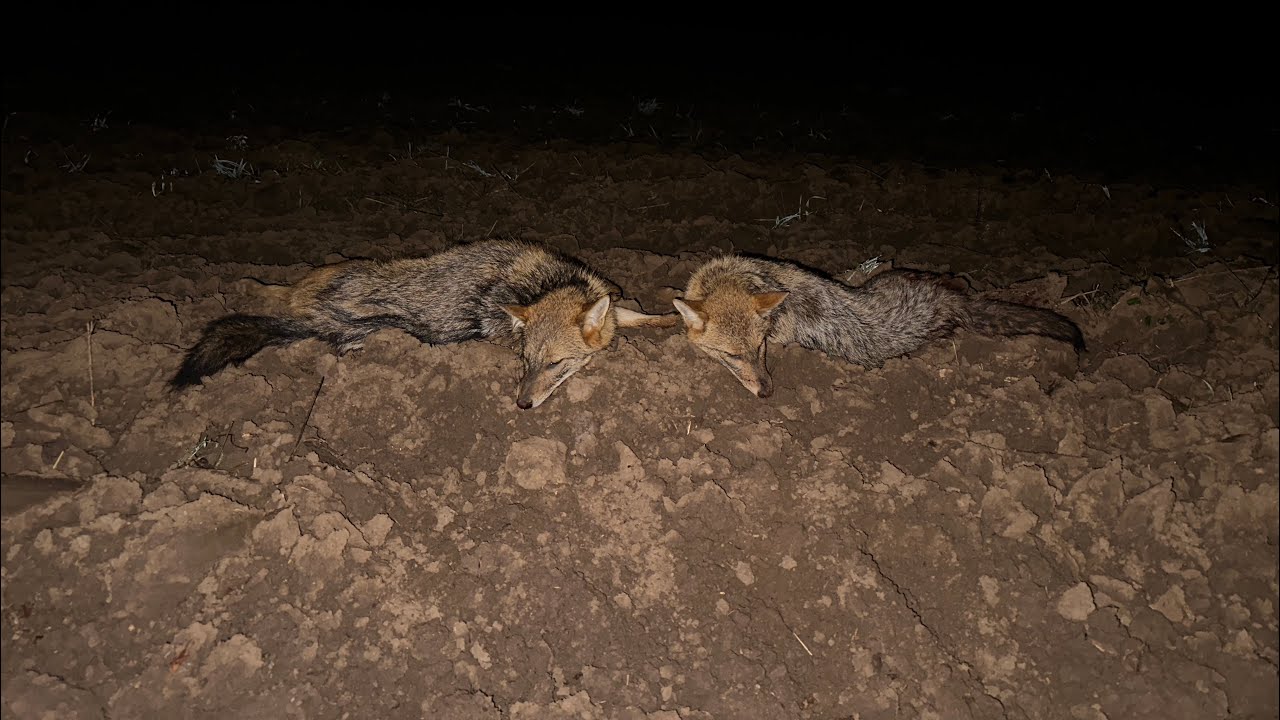 Lov na šakala | Jackal hunting 