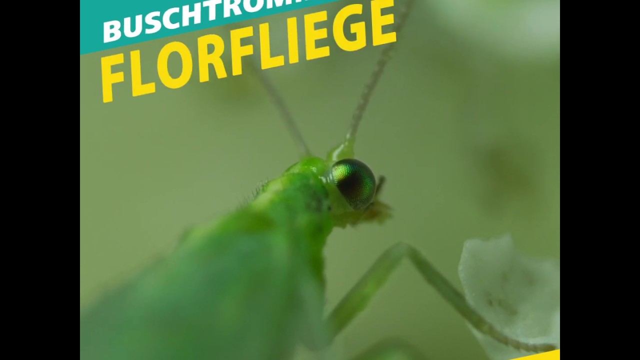 Fakten zur Florfliege