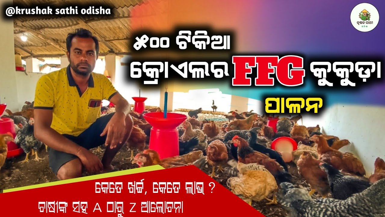 ୫୦୦ଟିକିଆ କ୍ରୋଏଲର FFG କୁକୁଡ଼ା ପାଳନ| 500Bird || Investment ||shade|| profit(Poultry farming in odisha)
