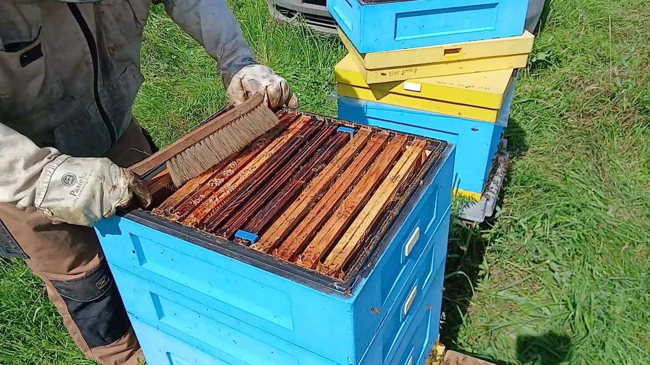Branie miodu gryczanego. 12.08.2025