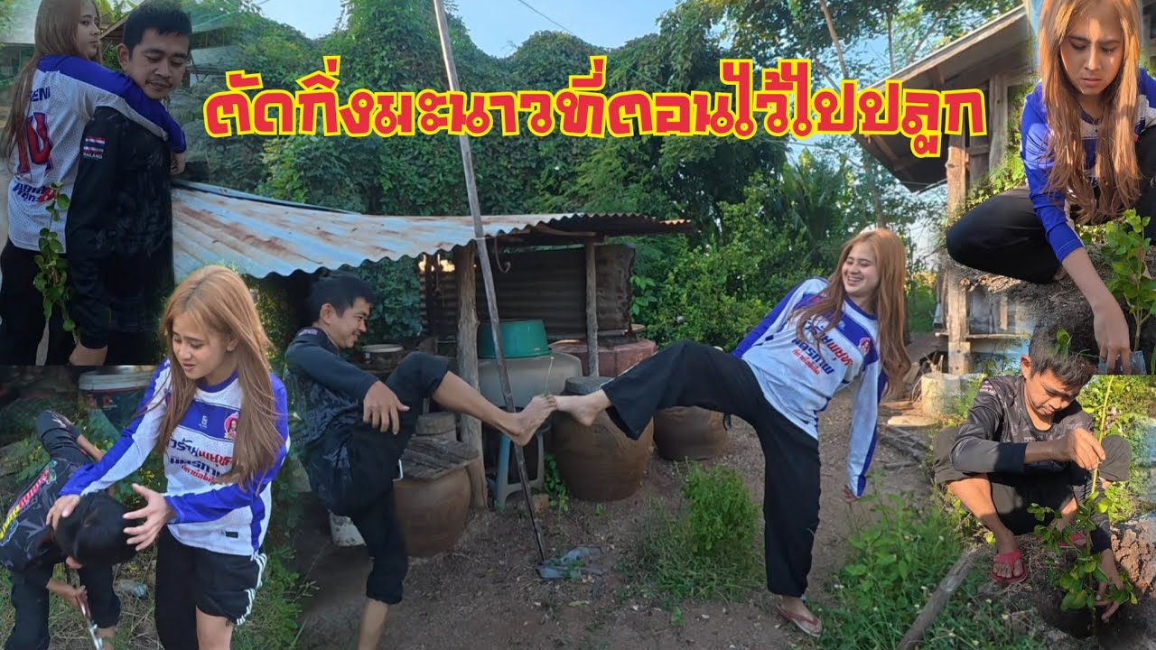 ตัดกิ่งมะนาวไปปลูก