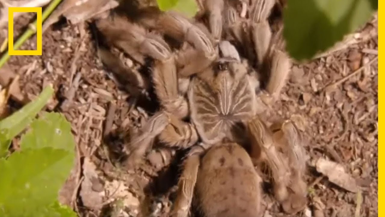 L'attaque de la mygale babouin
