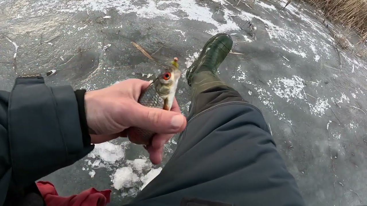 Podlodowy Sarlak cz.1  2026@Bratkobaits #fishing #fish #handmade #icefishing #wędkarstwo