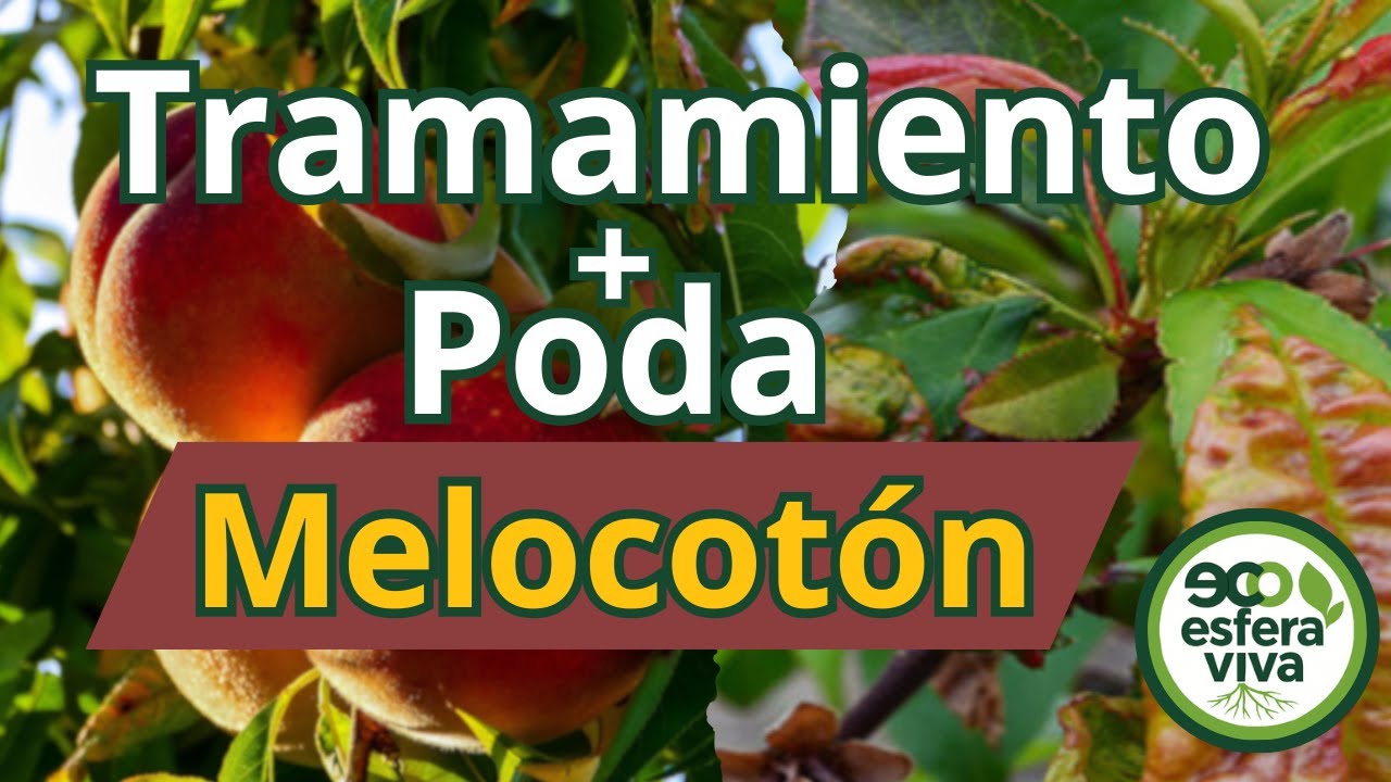 Poda y Tratamiento del Melocotonero 🥭 Evita la Abolladura y Mejora tu Cosecha