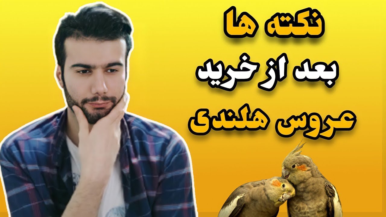 نکته های مهم که باید بعد از خرید عروس هلندی رعایت کنیم