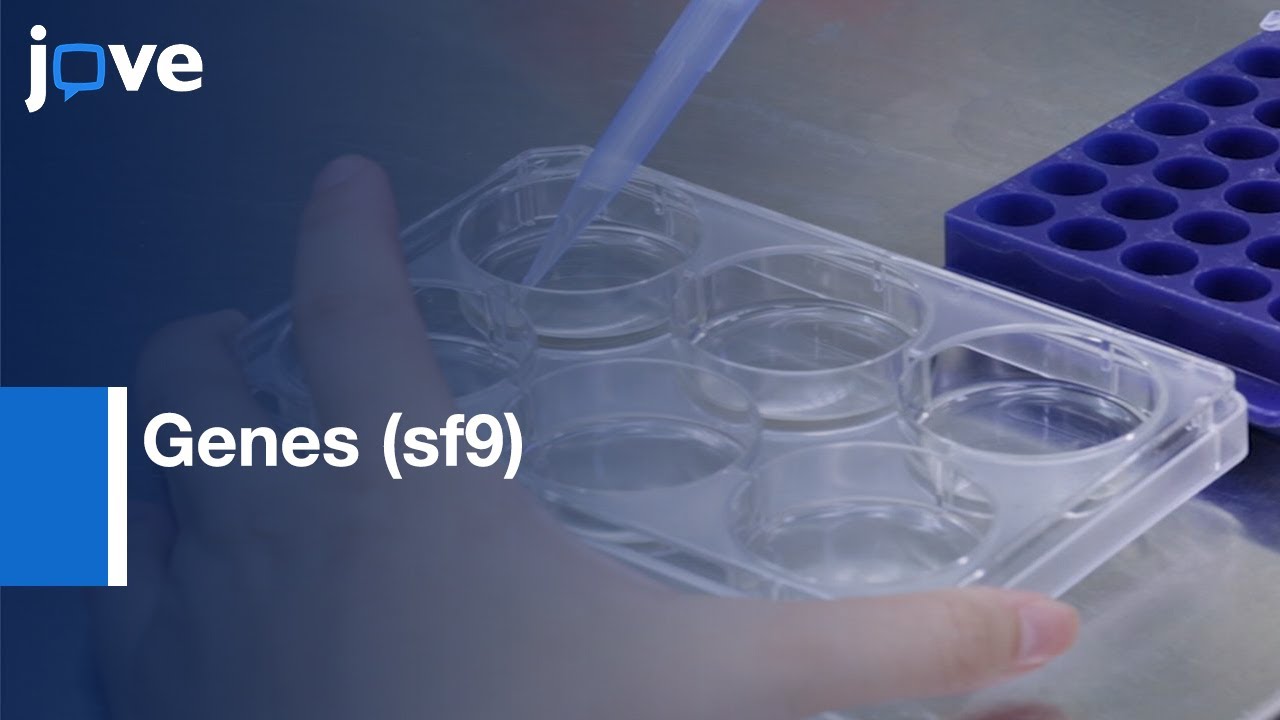 Transient Expression of Genes (sf9) for Protein Functional Assay | Protocol Preview