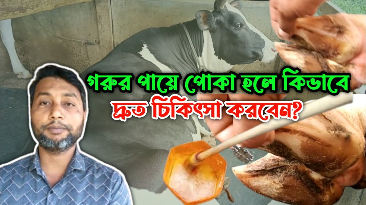 গরুর পায়ে পোকা হলে কিভাবে দ্রুত চিকিৎসা করবেন?