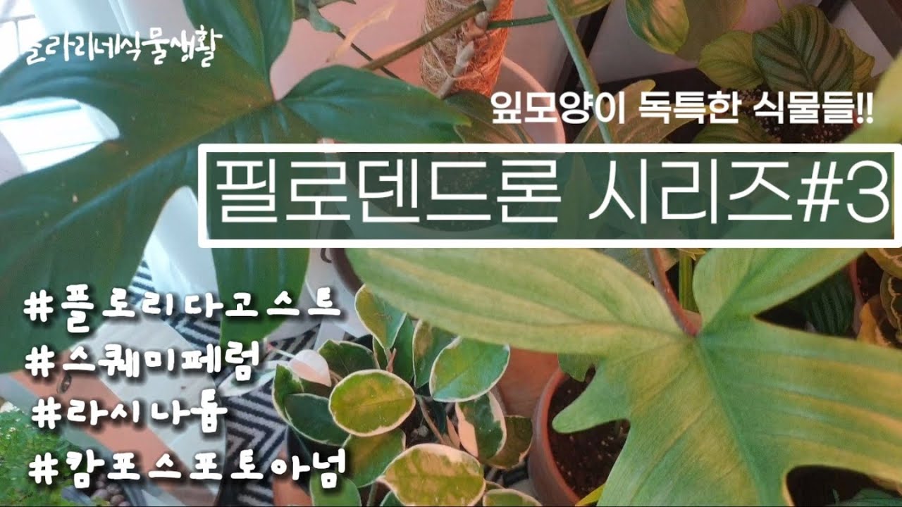 EP#37:필로덴드론 시리즈3/잎모양이 독특한 필로들 소개