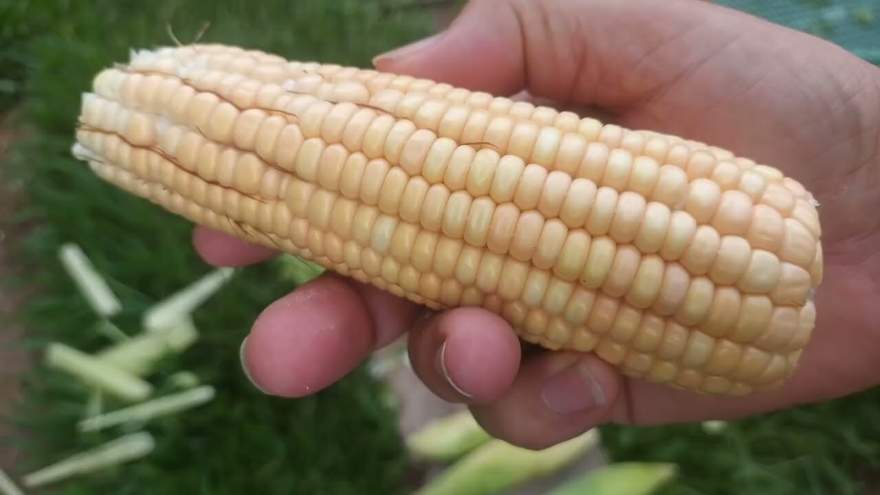 Como saber a hora certa para colher milho verde?