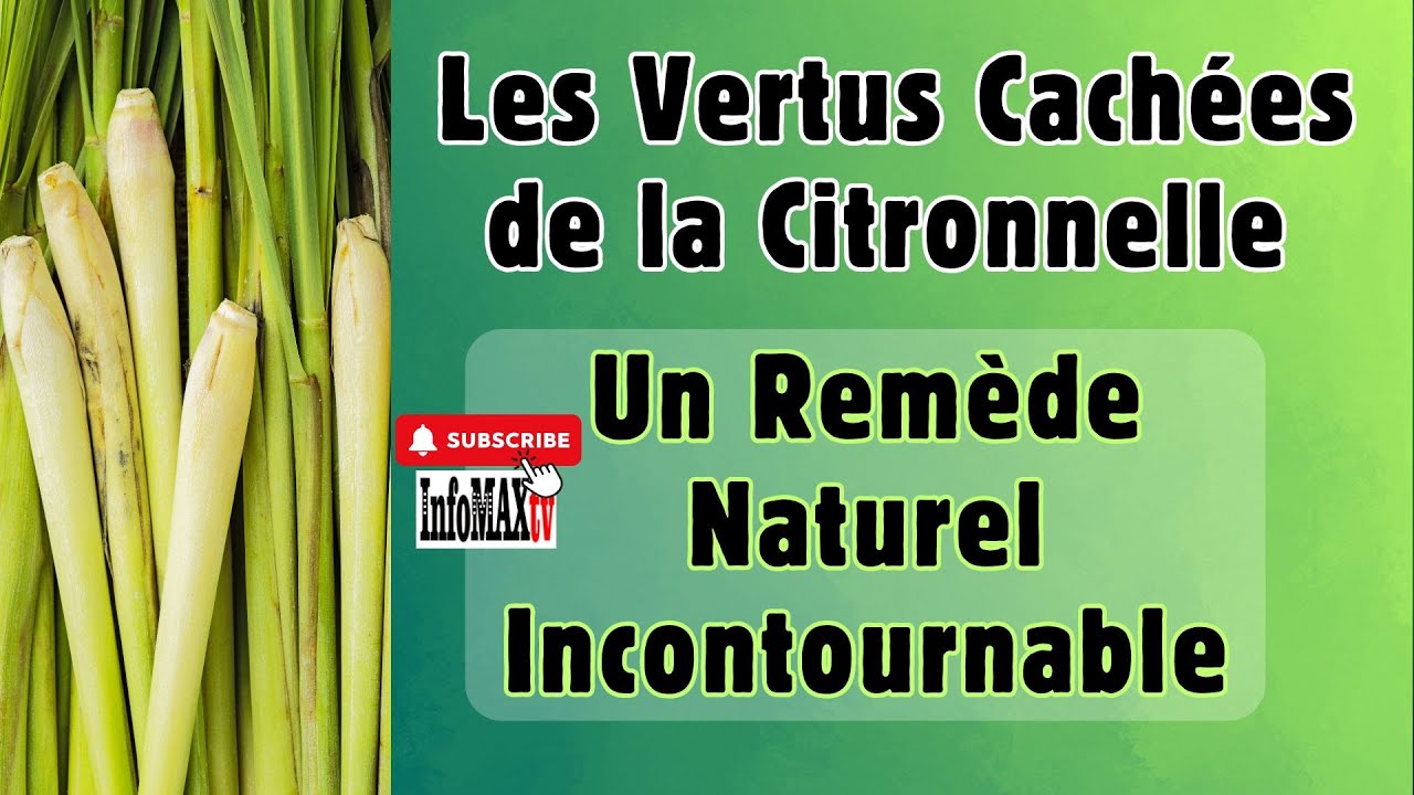 Les Vertus Cach&eacute;es de la Citronnelle : Un Rem&egrave;de Naturel Incontournable