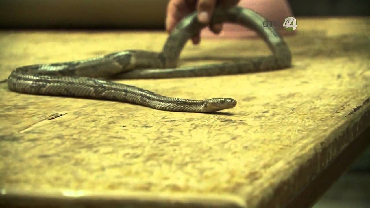 Desde el Zoológico: ¿Víboras, serpientes o culebras?